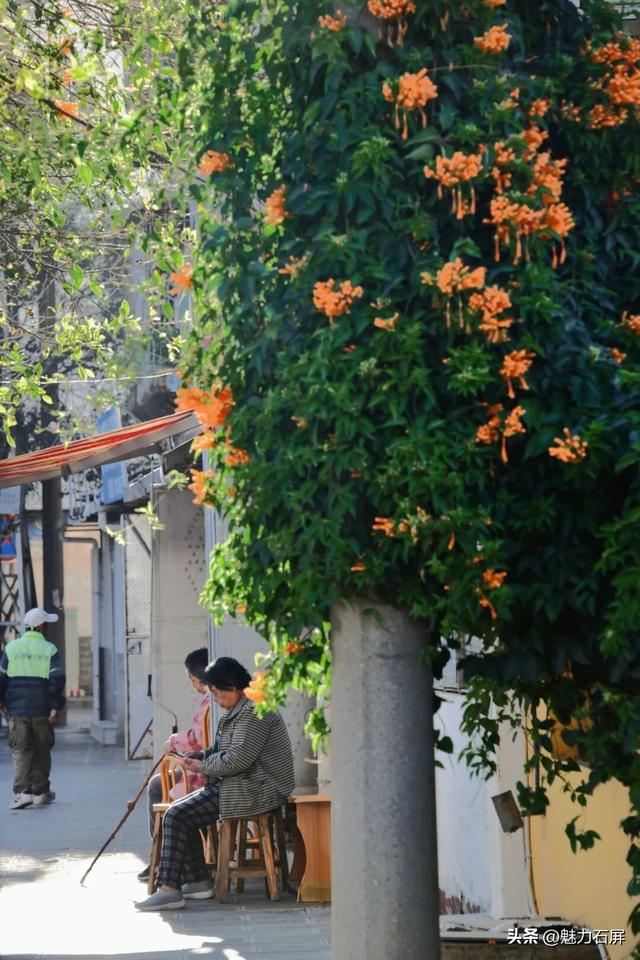 超治愈~石屏这片炮仗花海藏不住了🧡