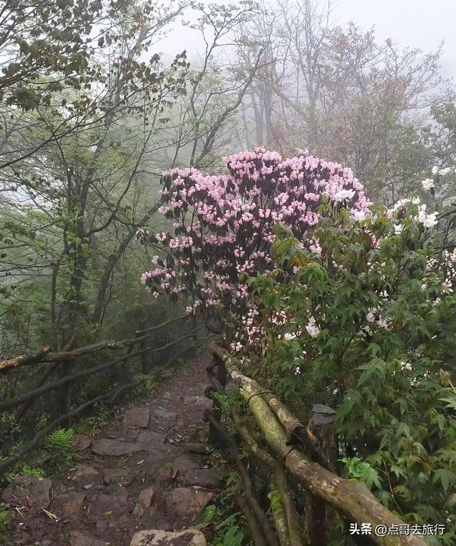 四川又一高山杜鹃惊艳了，刚好进盛花期，云海中的花园，非常唯美