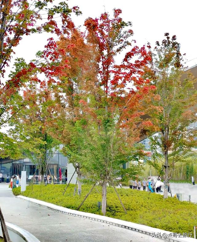 成都市区4大枫叶观赏地，彩林超惊艳，都不要门票，公交车可达！