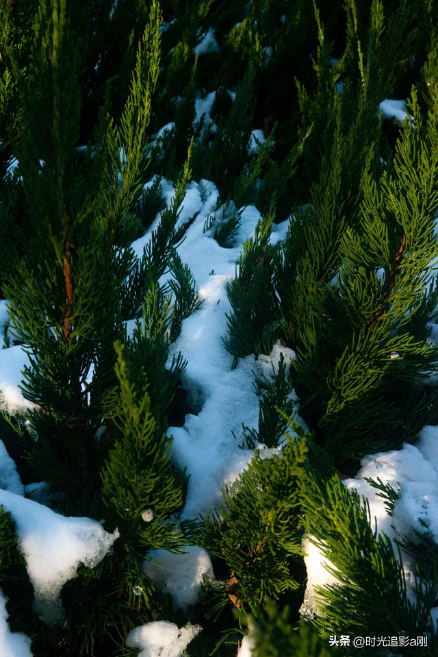 冬日的松柏丛，被雪裹成了一幅素净的画！