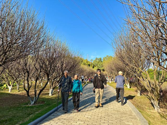 深圳赏梅天花板!🌸27000m²梅园地铁直达