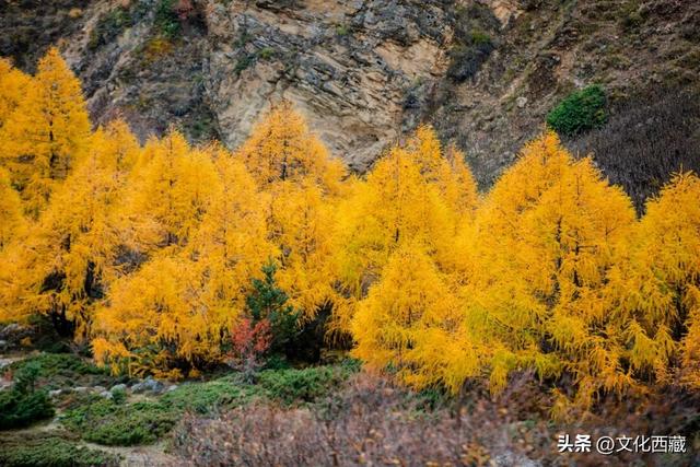 童话书里走出来的秋景！这座低调的西藏宝藏小城，早就该火了！