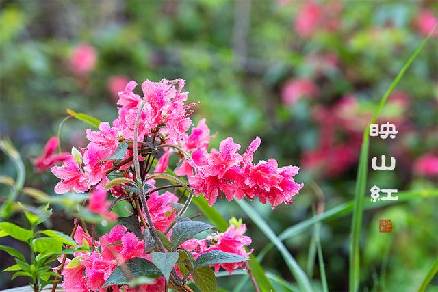 烟雨大别山，醉美望天村
