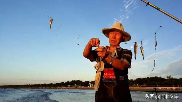 向海而歌,来秦皇岛凭依栈道、看海听涛,与海浪鸥鸟美好时光!