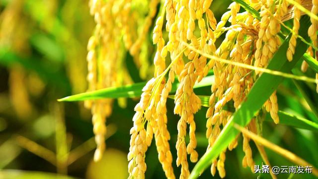 来楚雄永仁邂逅现实版稻香