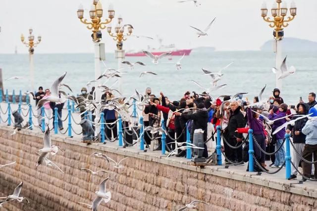 山东变身“候鸟天堂”，点击Get冬日限定浪漫