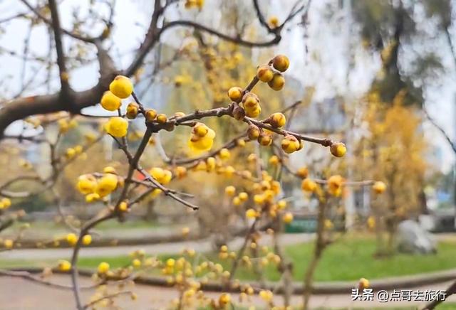 成都超大规模腊梅花，30000余株，不要门票，百年老桩更是惊艳！