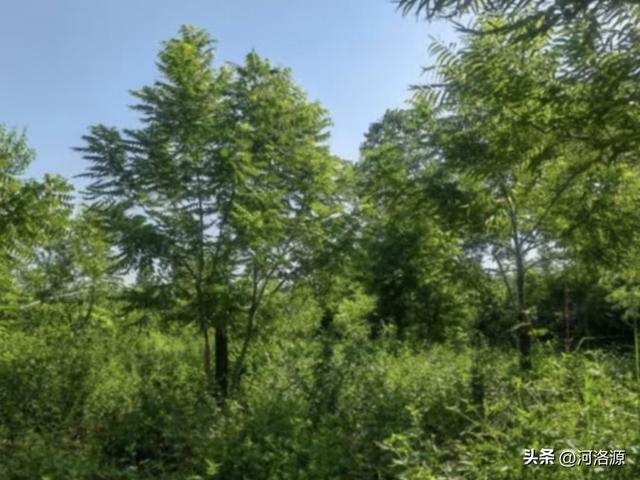 巩义延寿山菊园秋色