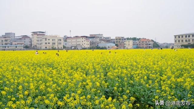 不负花期，不负春光，山边等你