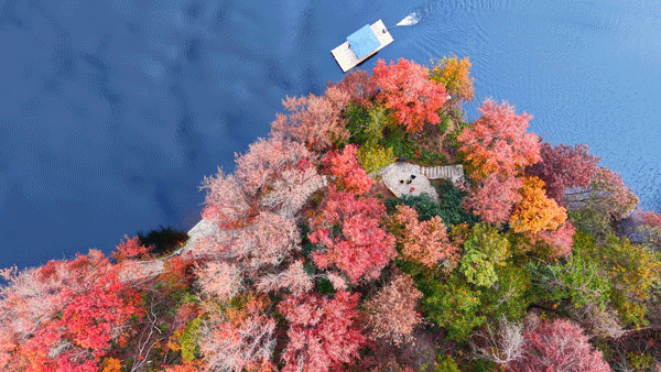 红了！武汉5000余亩红叶树，集体变色