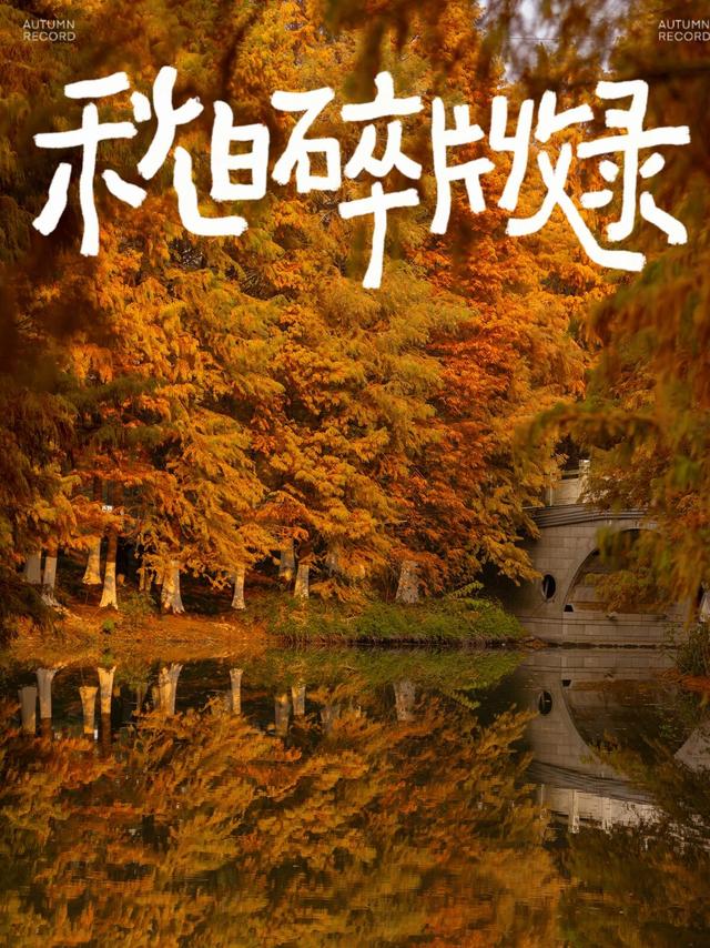 走进盐渎公园，闯进水杉林的秋日童话🍂