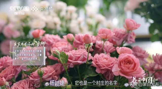 蒙自花开上央视！诚邀晒图，评论区专“宠”鲜花！