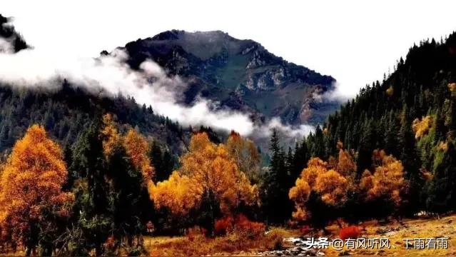 金胡杨卧戈壁，风摇碎满树秋阳