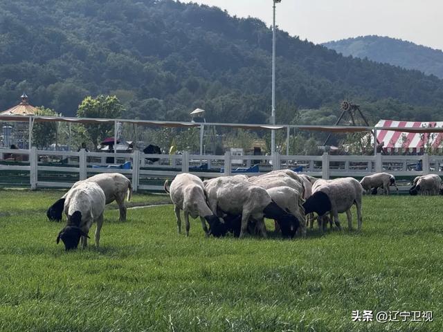 沈阳周边隐藏的“小阿勒泰”！市内出发一小时直达的云端秘境，还有高山草甸+萌宠乐园