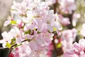 “春日滨州 美不胜收”踏青赏花季文旅活动系列报道（三）图片