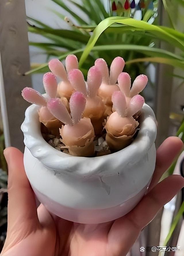 女子晒“已苏醒的小兔子”，萌萌的好可爱，网友：长大后会变残