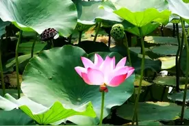 先见之明！跨代直接把房产过户给孙子，财产早分配免得死后留纷争图片