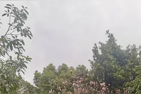 有一种春光叫玉兰花开图片