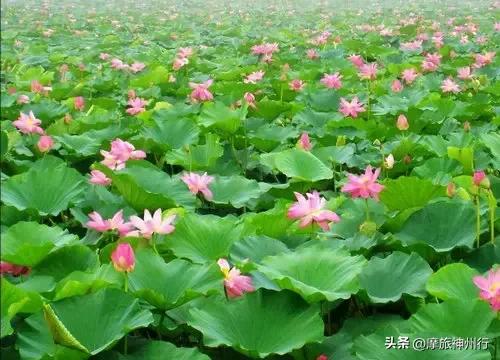 芦苇荷花共绘诗意画卷，渔舟唱晚风景醉人心田。