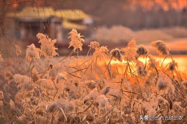 “冷不冷，就看七月十五”，明日七月十五，今冬会迎来极寒冷冬吗