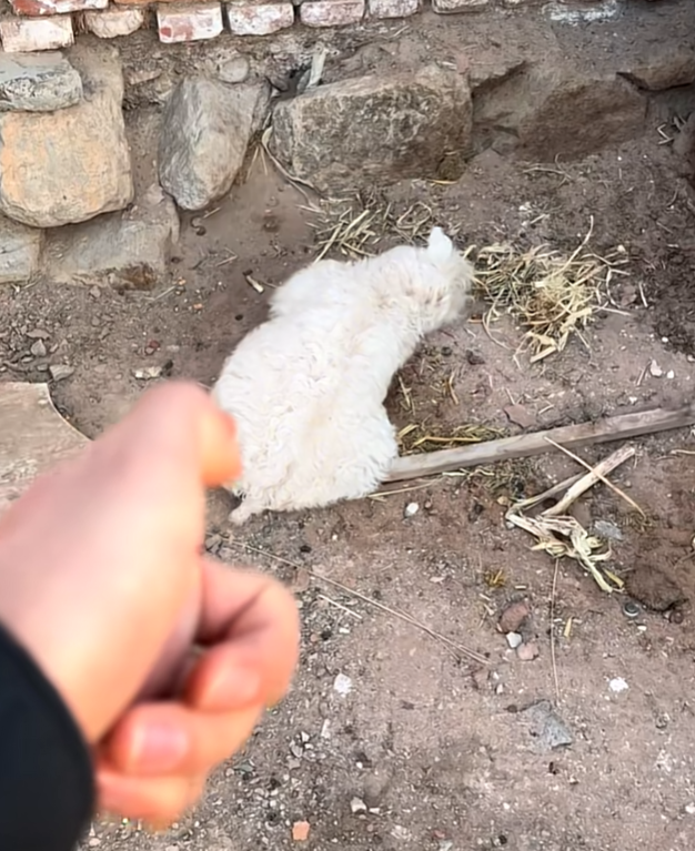 网红羊后续：身价涨三十万	，真相揭秘不出所料，小羊可能保不住了