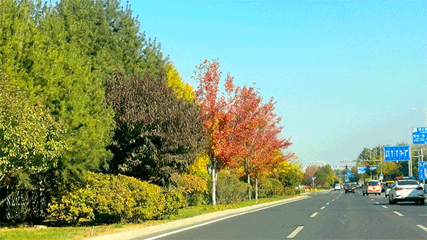 出发！开车窗，听风声，顺义公路寻秋——