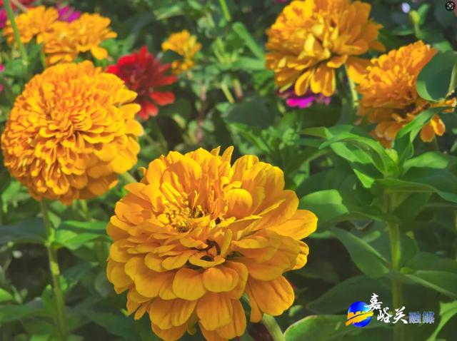 花美人少赶紧去!嘉峪关出现“宝藏级”五彩花海,全网都在追问来源!