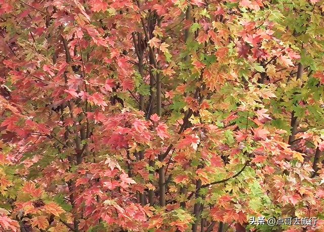 成都近郊最大规模红枫来了，被严重冷落，不要门票，古镇美食诱人