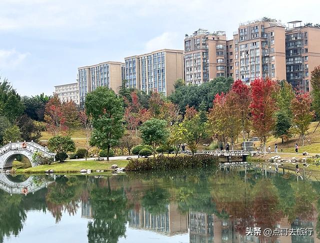 成都最美的枫叶公园，已惊艳上线，都不要门票，地铁公交车直达！