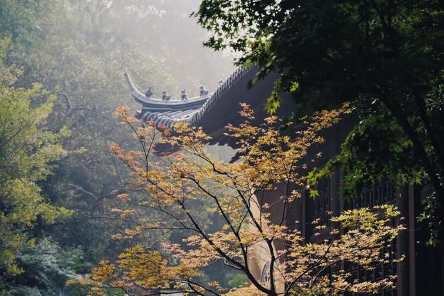 一到秋天，南京就美成了金陵