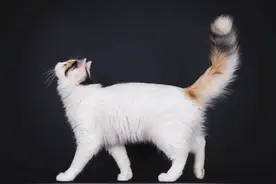 挑猫十二术图片