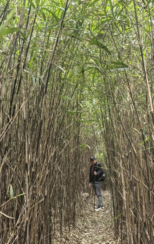古道、奇石、竹海……福清这条徒步线路即将开放！