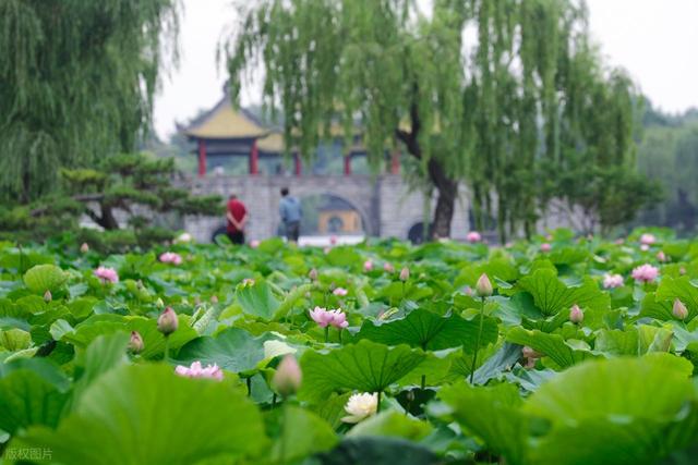 瘦西湖小众赏荷路线：避开人潮，邂逅夏日治愈系“荷”颜悦色