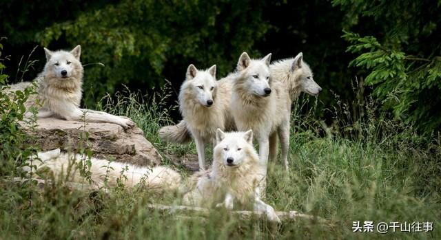 狼影谣：枣庄骑友的冬日山野奇遇