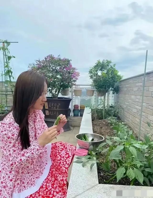 杨钰莹自家豪宅种辣椒 开花结果看她好开心 50多岁状态像是28岁少女