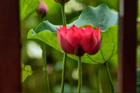 发现了吗？凡是结婚不主动要彩礼的女方家庭，一般都是以下几种图片