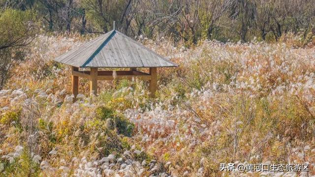 【黄河口生态旅游区】以湿地为笺，用候鸟作笔 —— 致教师的自然礼赞
