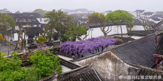 苏州十大“寿星”出炉！