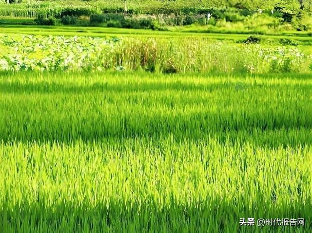 信阳市平桥区洋河镇：我的夏日记忆