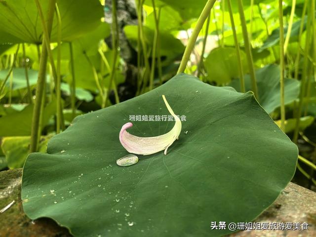千年古莲能重开？广州海幢寺揭秘，一场跨越时空的花事！附攻略