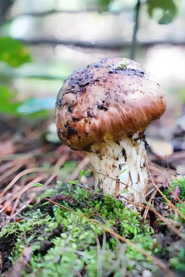 香格里拉，原名中甸，藏语意为“心中的日月”