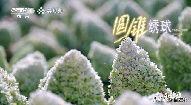 蒙自花开上央视！诚邀晒图，评论区专“宠”鲜花！