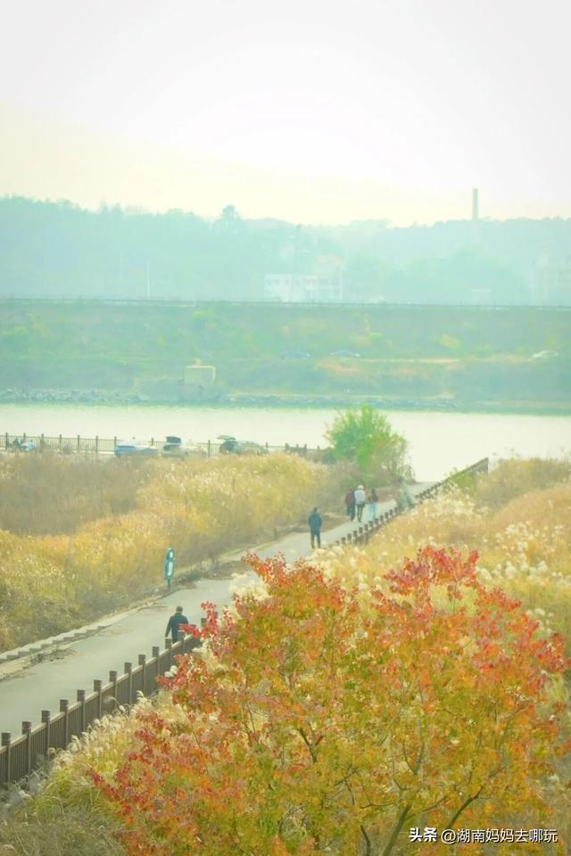 0.5H直达长株潭私藏“小白洋淀”，荻花摇曳处解锁老船厂遛娃秘境！