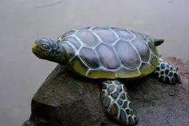心理测试：选择一只乌龟，测你2025年是否有横财！太准了图片