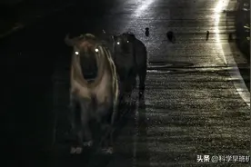四川九寨沟出现国宝“六不像”，集体走上公路，还会主动避让汽车图片