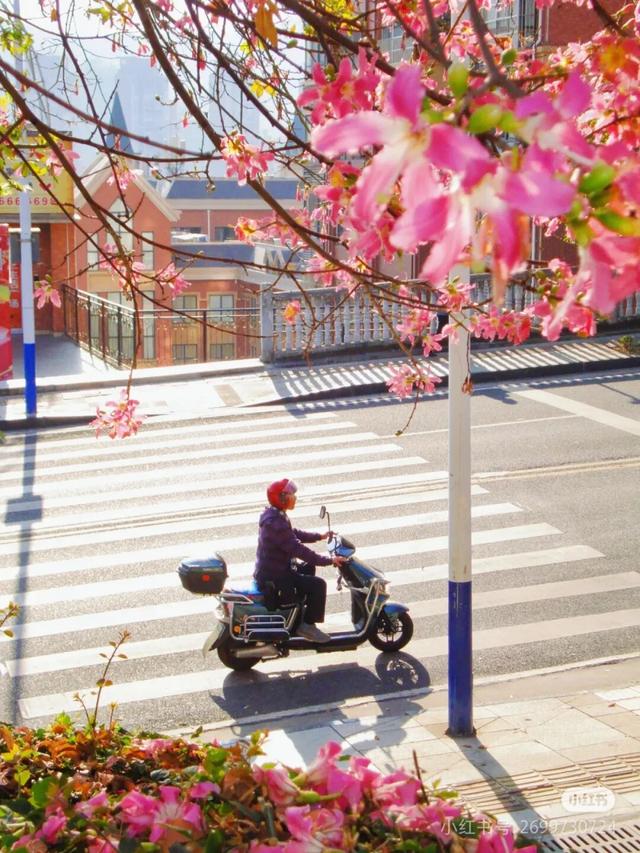 美疯了！高铁直达“四川小三亚”，花海开爆！草莓按盆吃，烧烤香迷糊！