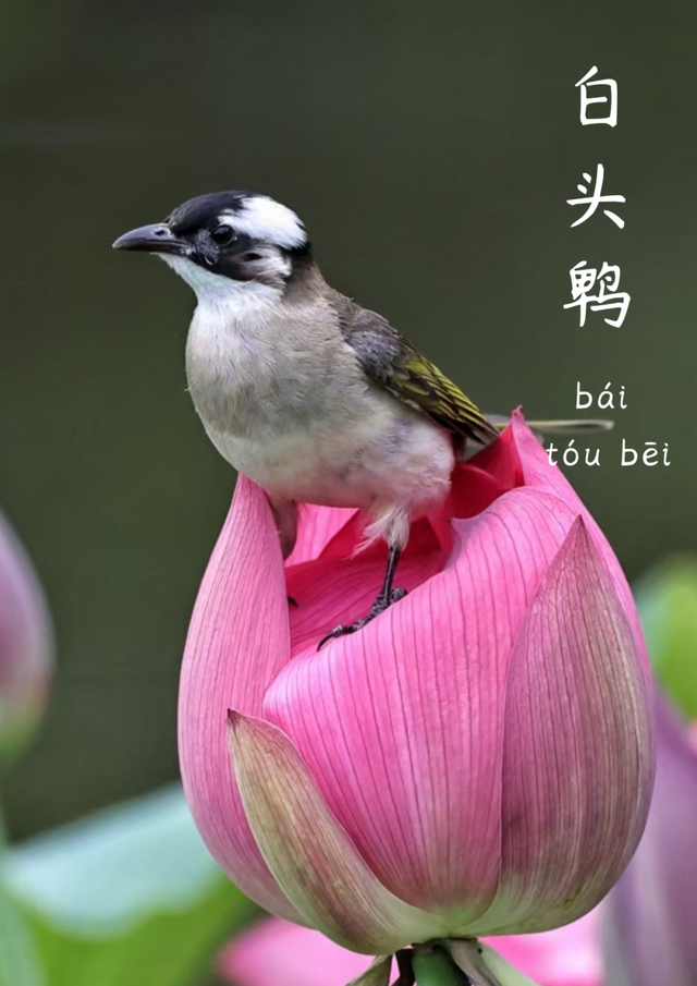 成都市中心竟藏着一个观鸟天堂？来这座公园偶遇20种留鸟！