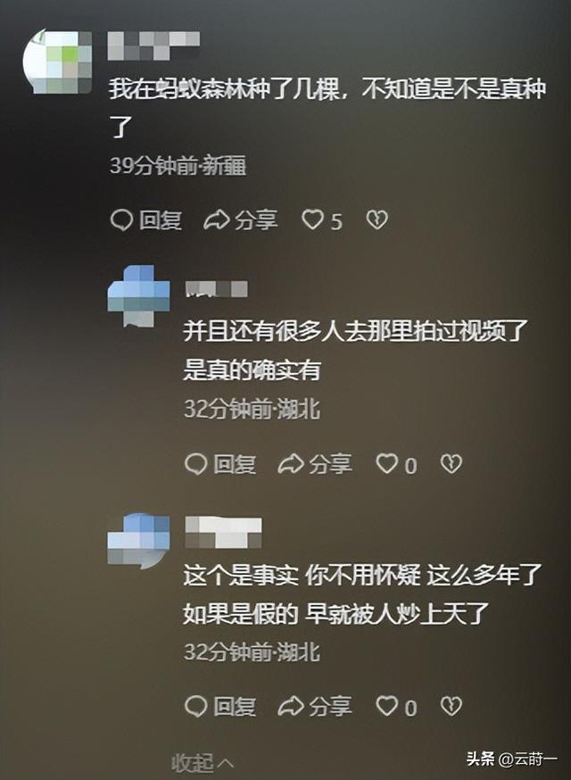 马云现身蚂蚁森林，大口吃西瓜，现场杂草丛生，跟2016年对比明显