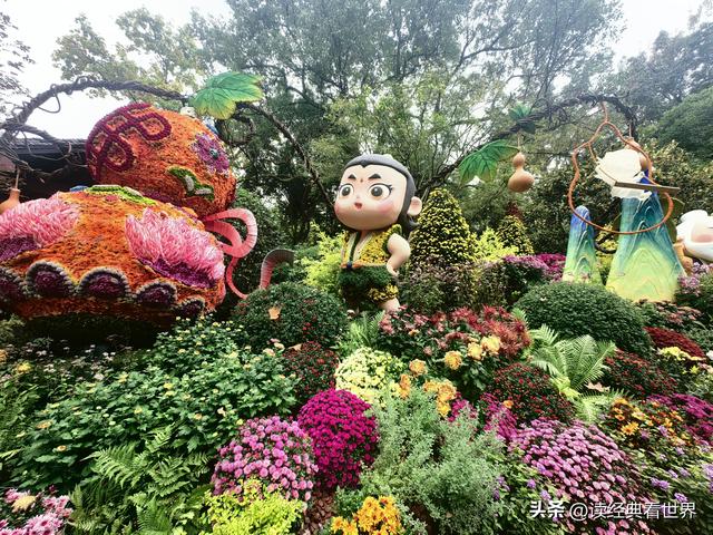 杭州植物园的菊花展——一场关于菊花的饕餮盛宴（二）