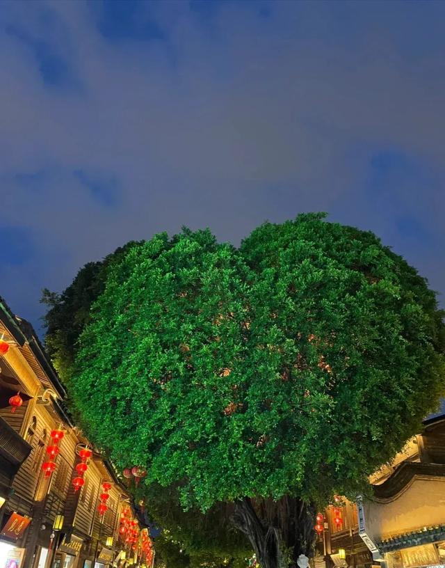 从福州的榕树想到的
